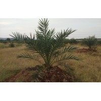 Arackal Plantations Pvt. Ltd. logo - Similar company to Agrolife Srl