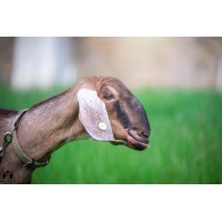 Zagos Farm logo - Similar company to Zagoriy Foundation