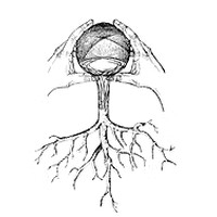 TULUM KAVA & KRATOM logo - Similar company to Kratom Indianapolis