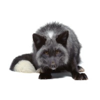 Black Foxes UK logo - Similar company to Coexistence Narrative