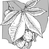 Buckeye Environmental Network logo - Similar company to Save Ohio Parks