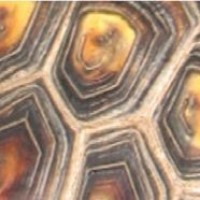 Terrapin Architecture Pc