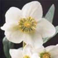Greenfingers Cash & Carry logo - Similar company to Fullbrook Nursery