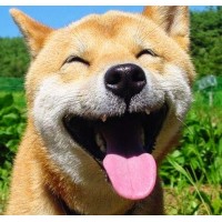 Dog Booties Express logo - Similar company to Dog & Cat Lovers