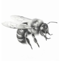 Altitude's Apiaries logo - Similar company to Encore Networks