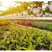 Jasmine logo - Similar company to Agricultural Inputs For Trading