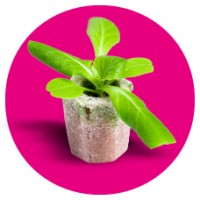 GROWFOAM® logo - Similar company to Foamplant