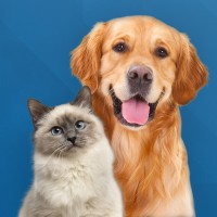 Innovetive Petcare logo - Similar company to Two Hands Four Paws