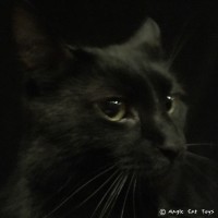 Magic Cat Toys