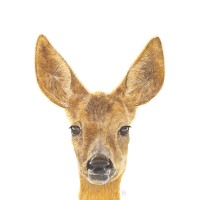 Matti Minou logo - Similar company to Sandiia® Gmbh