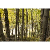Turismo Pucon Politur