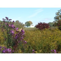 Sikora Wells Appel logo - Similar company to Clr Design