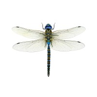 Dragonfly Group LLC