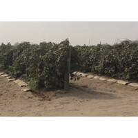 DEC Farms logo - Similar company to Nova Farming