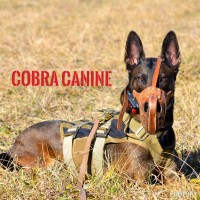COBRA CANINE, LLC logo - Similar company to Operation Freedom Paws