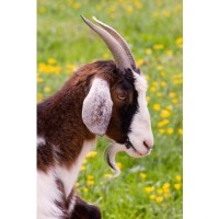Bravehearts Animal Sanctuary logo - Similar company to Pegasus Animal Sanctuary