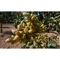 INTENSIVE PISTACHIO INVESTMENT FUND IN SPAIN - HORACIO LOPEZ CARVAJAL logo - Similar company to Pistachio | بـيـسـتـاشـيـو