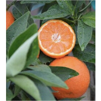 Brown Citrus Farm logo - Similar company to Lime Sales Ltd