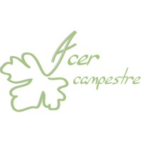 Acer campestre logo - Similar company to Ebulis