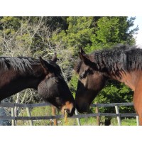 Well Trained Horses