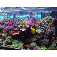Normal Aquatics logo - Similar company to Aquarium Network