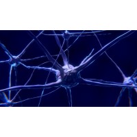 Neurophysiology Enlightenment 