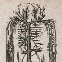 Leuven Centre for Health Humanities logo - Similar company to Mastiek