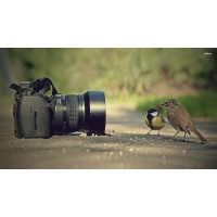 Ploto Photography logo - Similar company to Egh Photography Studio
