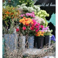 Martyn Crossley Florist
