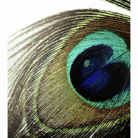 Ocelli Design
