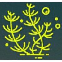 Bioalgin logo - Similar company to Airoco