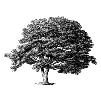 Black Walnut Capital Management logo - Similar company to Hydra-Tech Pumps