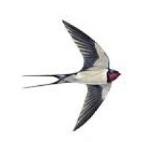 Free Bird Literacy And Learning Center
