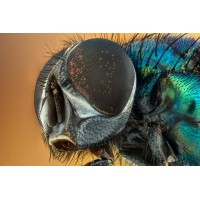 Fly Spray & Insect Repellant logo - Similar company to Scrubber Support Ltd.