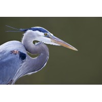 Blue Heron Marina logo - Similar company to Anomalous Exploration