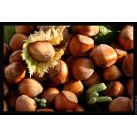 Nocciola