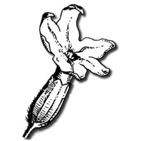 Les Senteurs du Claut logo - Similar company to Lbvpam - Laboratory Of Plant Biotechnologies Applied To Aromatic And Medicinal Plants