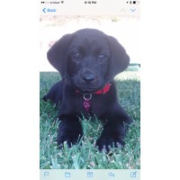 OPM logo - Similar company to Voltwo