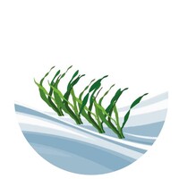 Seawheat - COST Action logo - Similar company to Interviewiq.Com.Au