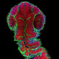 La Trobe Bioimaging Platform logo - Similar company to Bioimaging Solutions, Inc.