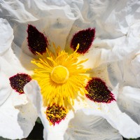 Goesjara logo - Similar company to Ccasat Upv