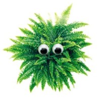 Fern Ball Properties
