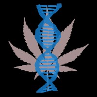 The Cannabinoid Research Institute logo - Similar company to Flavur