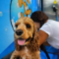 Dog Wash Singapore logo - Similar company to Iclean Dog Wash