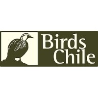 BirdsChile Travel for Rewilding - B Corp logo - Similar company to Ebirds