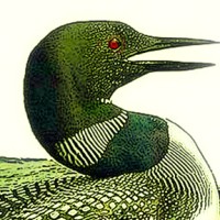 Common Loon Audio
