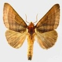 DATANA solutions logo - Similar company to Genegoggle