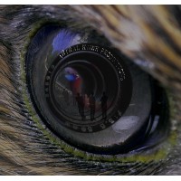 Astral Hawk Interactive
