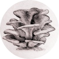 SHROOM logo - Similar company to Hedonia