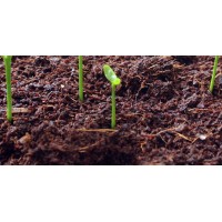 Amar International | Sri Lankan Cocopeat suppliers logo - Similar company to Procoirs - Coco Peat Manufacturer And Exporter